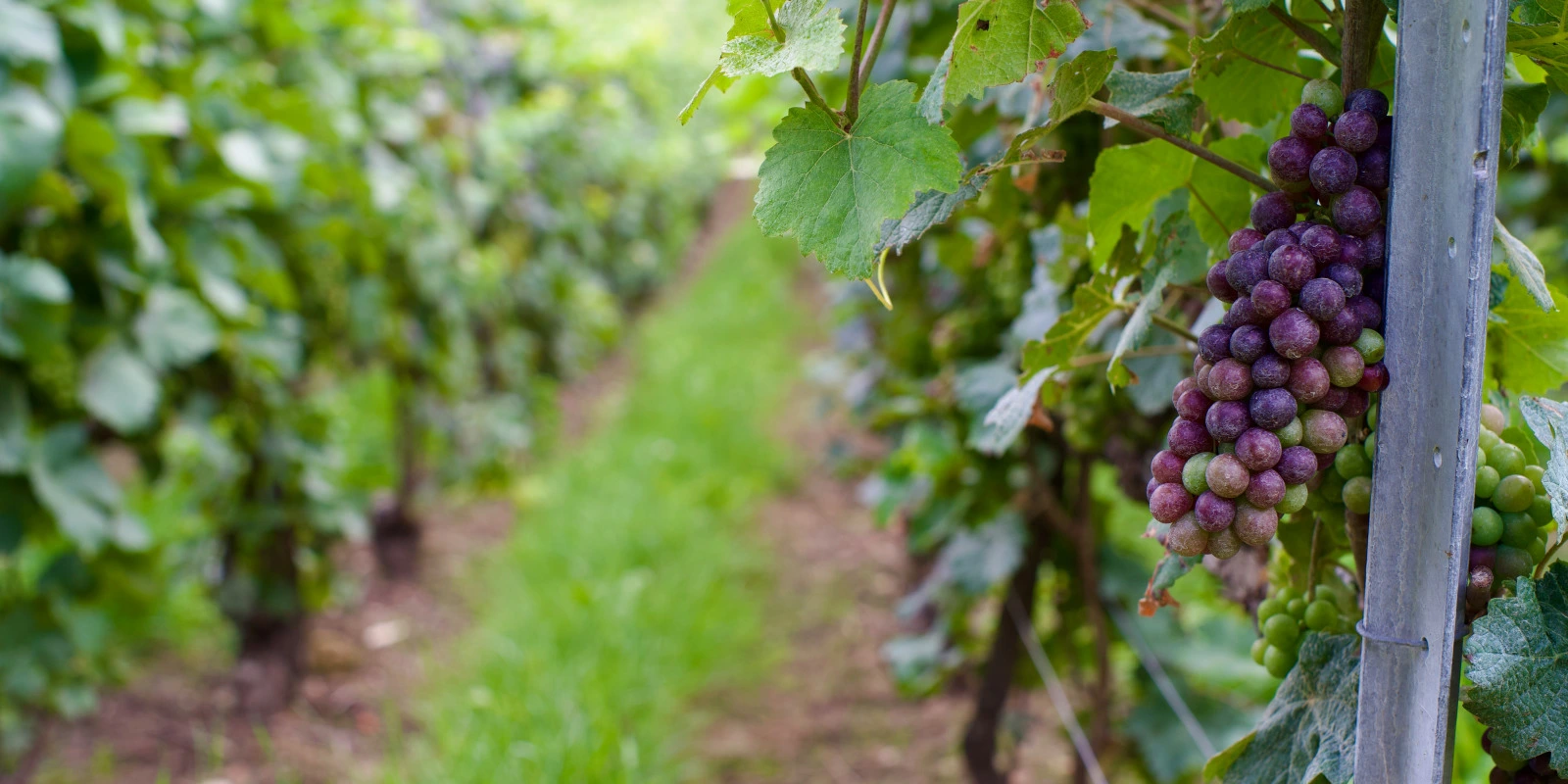 Que Faire Après un BUT MLT : Poursuites d'Études